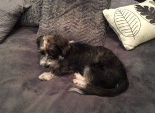 A puppy is laying on the couch