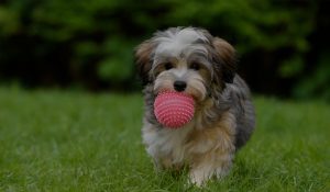 A dog with a ball in its mouth.