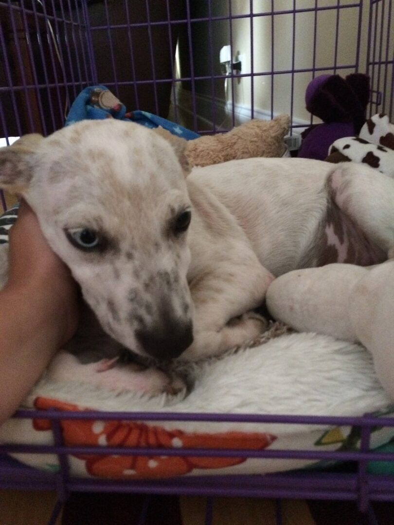 A dog laying in its cage with his head on the bed