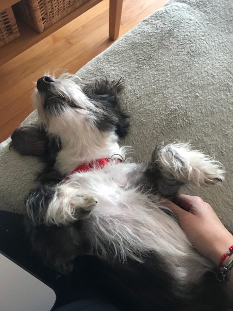 A dog laying on its back with its head up.