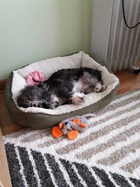 A dog laying in its bed with his head on the floor