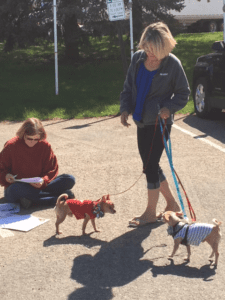 Two women and a dog are walking on the street.