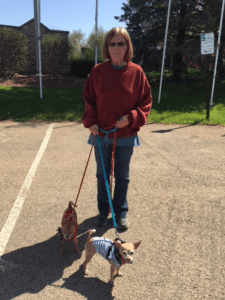 A woman is walking two dogs on leashes.