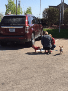 A woman kneeling down next to two small dogs.