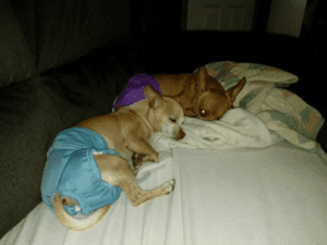 Two dogs sleeping on a bed with blankets