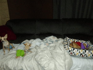 A dog laying on top of a bed next to a basket.