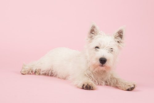 A white dog laying on its side in front of a pink background.