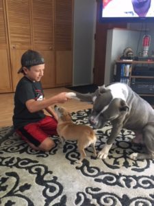 A boy and his dog play with a cat.