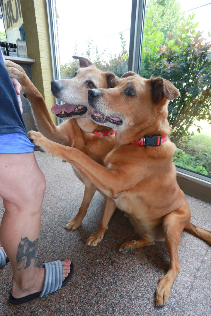 Two dogs playing with each other in a room.