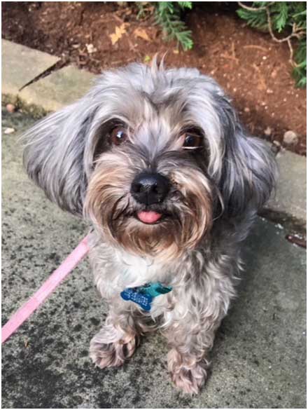 A small dog sitting on the ground with its tongue hanging out.