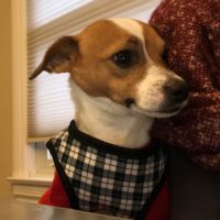 A dog wearing a plaid shirt and collar.