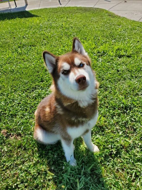 A brown and white dog sitting in the grass.