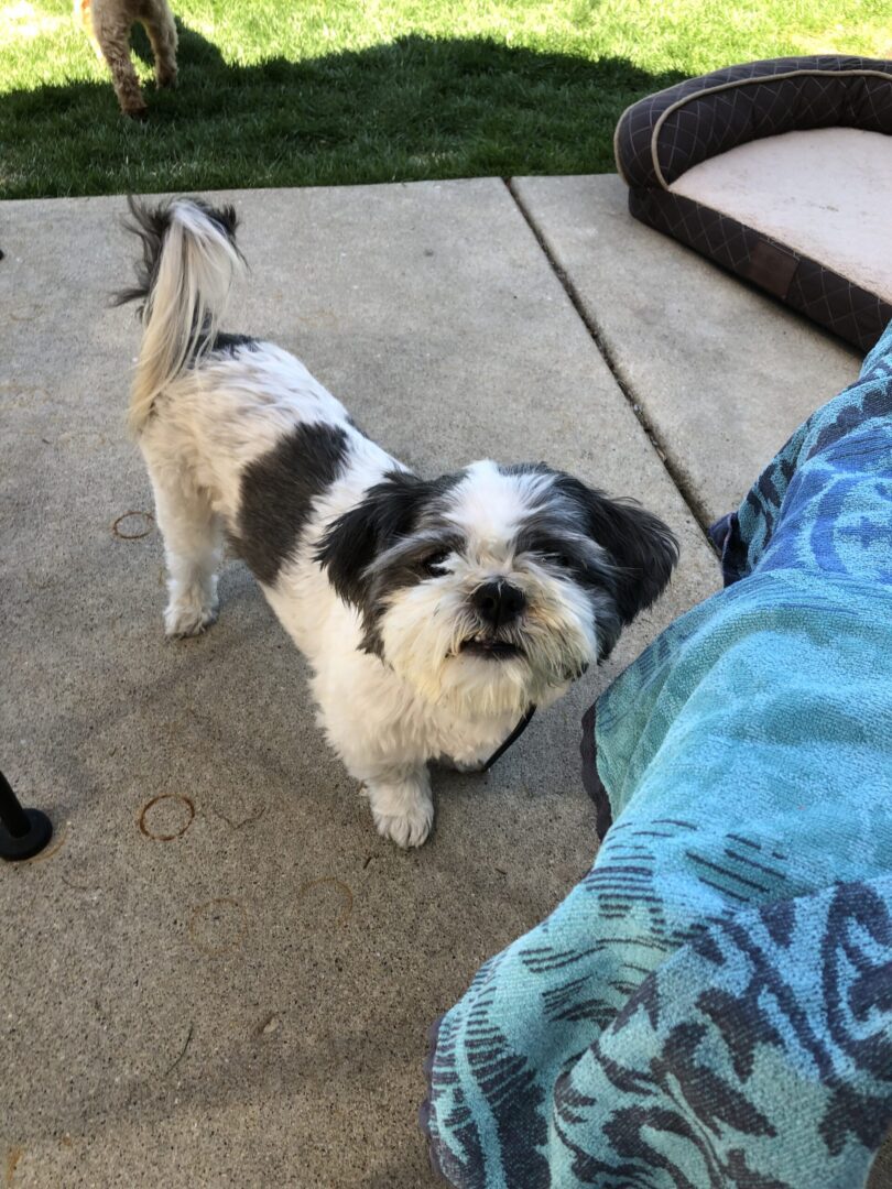 A small dog standing on the ground next to another dog.